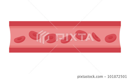 紅細胞流經的血管示意圖 101872501