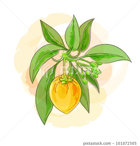 Pouteria lucuma watercolor design 101872505