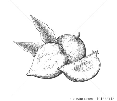 Eggfruit retro engraving 101872512