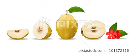 Isolated quinces in realistic style Isolated quinces in realistic style 101872516