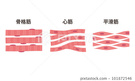 肌肉類型圖解_骨骼肌_心肌_平滑肌 101872546