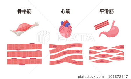 Illustration of muscle types_skeletal muscle_cardiac muscle_smooth muscle 101872547