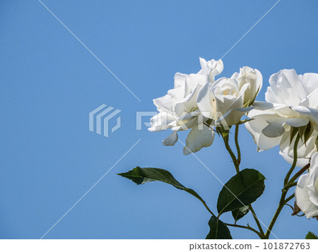 白玫瑰花 白玫瑰花 101872763
