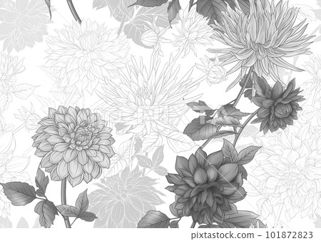 Dahlias flowers, outline Vector illustration.  101872823
