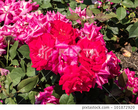 Red Rose Flower 101872920