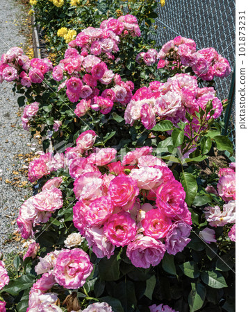 籬笆邊五顏六色的月季花 101873231