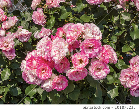 Colorful rose flowers 101873233