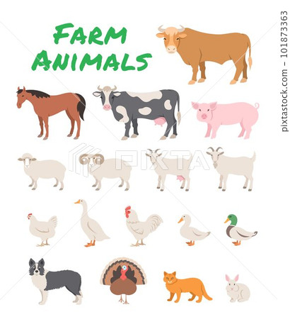 Domestic farm animals flat illustration. Cartoon infographics of large and small cattle, fowl, horse, pig, turkey, rabbit and other pets. Educational clip art of livestock, male and female species 101873363