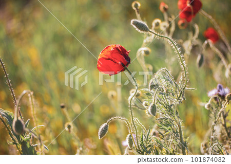 A lot of fresh red poppies blooming in a spring meadow against blue sky. Natural springtime landscape. Wild flowers blossom on a wind. Beautiful floral wallpaper. Summer flower blooming low angle view 101874082