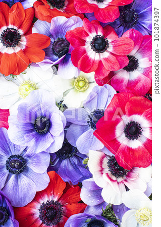 銀蓮花屬的花 銀蓮花屬的花 101874397