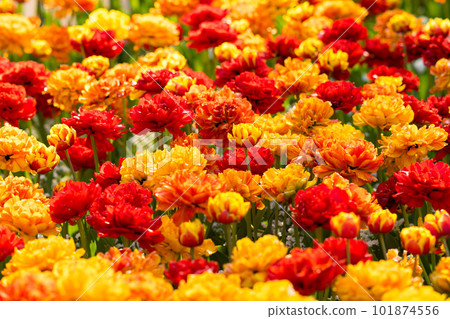 tulips outdoors in city park tulips outdoors in city park 101874556