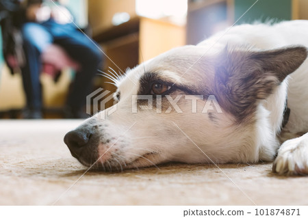 Dog lying on floor at home. Shallow dof. 101874871