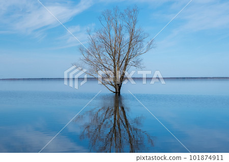 Spring day on the lake beach lonely tree silhouette with reflection, Lake Burtnieku, Latvia. 101874911