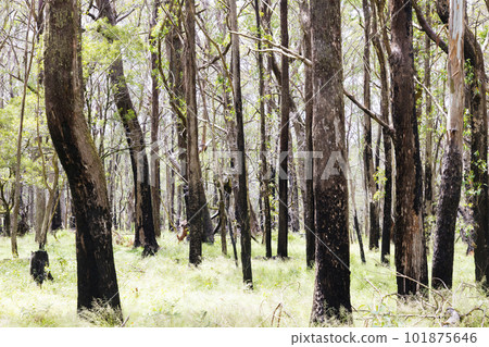 Photograph of eucalyptus trees affected by bushfire in The Blue Mountains in Australia 101875646