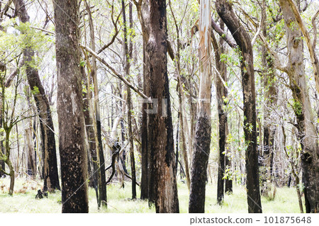 Photograph of eucalyptus trees affected by bushfire in The Blue Mountains in Australia Photograph of eucalyptus trees affected by bushfire in The Blue Mountains in Australia 101875648