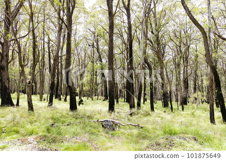 Photograph of eucalyptus trees affected by bushfire in The Blue Mountains in Australia Photograph of eucalyptus trees affected by bushfire in The Blue Mountains in Australia 101875649