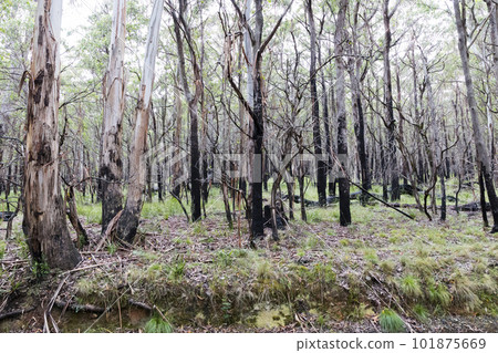 Photograph of eucalyptus trees affected by bushfire in The Blue Mountains in Australia 101875669