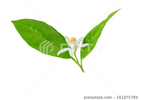 Orange tree or neroli white fragrant flower and leaves isolated on white. Orange tree or neroli white fragrant flower and leaves isolated on white. 101875789