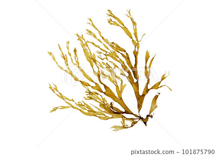 Brown dictyota seaweed branch isolated on white Brown dictyota seaweed branch isolated on white 101875790
