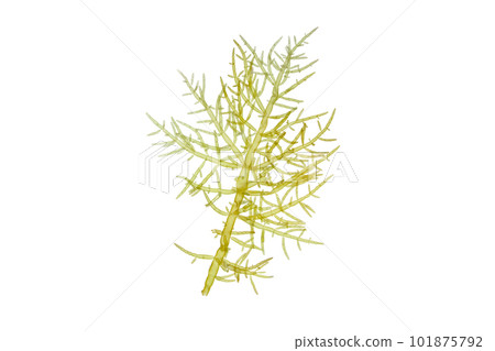 Green seaweed branch closeup isolated on white Green seaweed branch closeup isolated on white 101875792