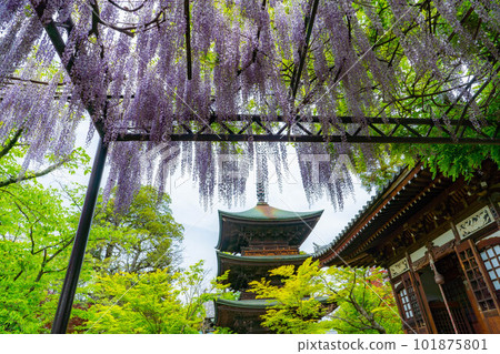 [Early summer material] Wisteria flowers at Shinano Kokubunji in early summer [Nagano Prefecture] 101875801
