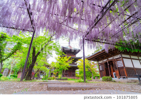 [初夏材料]初夏信濃國分寺的紫藤花[長野縣] 101875805