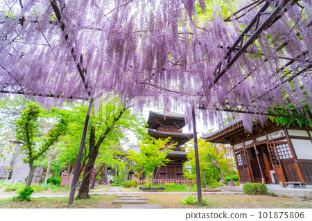 [Early summer material] Wisteria flowers at Shinano Kokubunji in early summer [Nagano Prefecture] 101875806