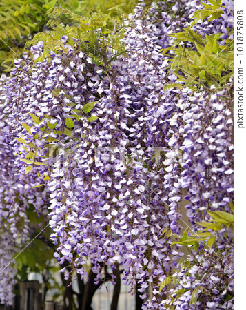 紫藤花 紫藤花 101875808