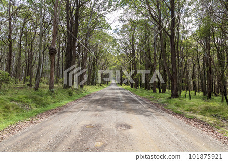 Photograph of a dirt road running through a large forest 101875921