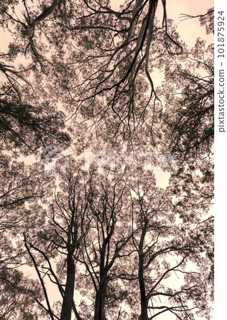 Photograph looking up through a tree canopy in a forest 101875924