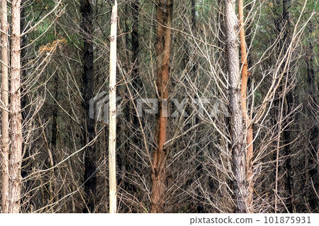 Photograph of bushfire affected trees in a Pine Forest 101875931