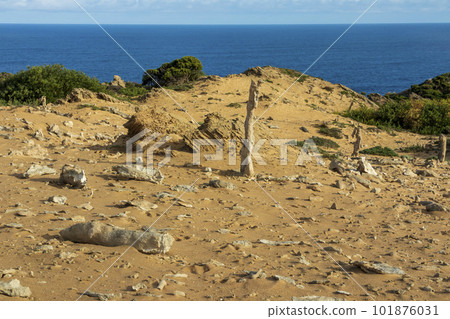 Photograph of the Calcified Forest on King Island Photograph of the Calcified Forest on King Island 101876031