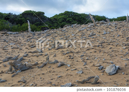 Photograph of the Calcified Forest on King Island Photograph of the Calcified Forest on King Island 101876036