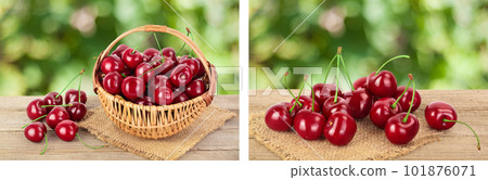 red sweet cherry in a wicker basket on wooden table isolated on white background with full depth of field red sweet cherry in a wicker basket on wooden table isolated on white background with full depth of field 101876071
