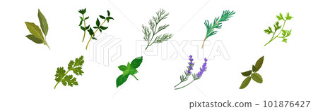 Mint, Dill, Rosemary and Oregano Branch as Kitchen Potherbs Vector Set 101876427