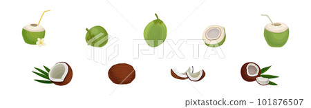 Whole and Halved Coconut Showing Copra Vector Set Whole and Halved Coconut Showing Copra Vector Set 101876507