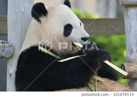 Ayahama eating bamboo deliciously 101876514