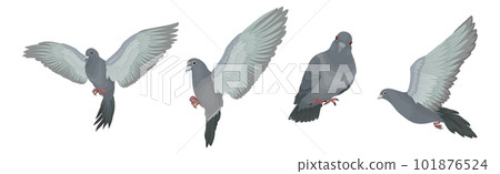 Grey Domestic Pigeon or Dove as Feathered Bird Vector Set Grey Domestic Pigeon or Dove as Feathered Bird Vector Set 101876524