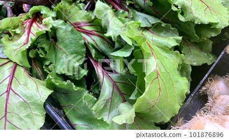 A pile of fresh swiss chard A pile of fresh swiss chard 101876896