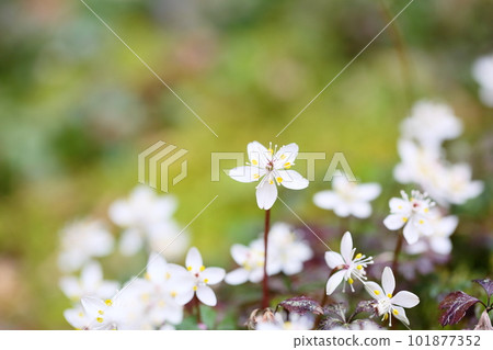 可愛的小花白卡黃連花 可愛的小花白卡黃連花 101877352