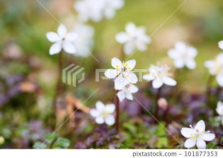 可愛的小花白卡黃連花 可愛的小花白卡黃連花 101877353