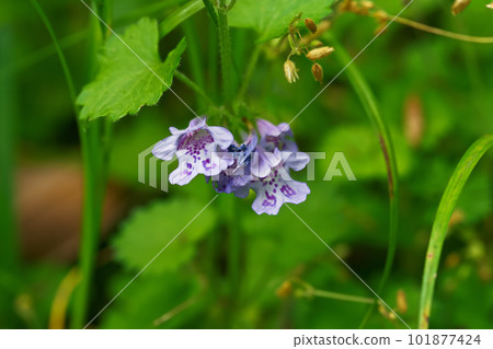 Glechoma grandis Glechoma grandis 101877424
