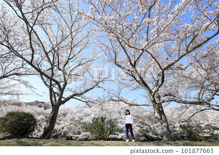 Elementary school girl (8 years old) and cherry blossoms 101877665