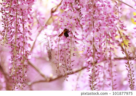 A carpenter bee flying to a wisteria flower 101877975