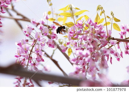 飛向紫藤花的木匠蜜蜂 飛向紫藤花的木匠蜜蜂 101877978