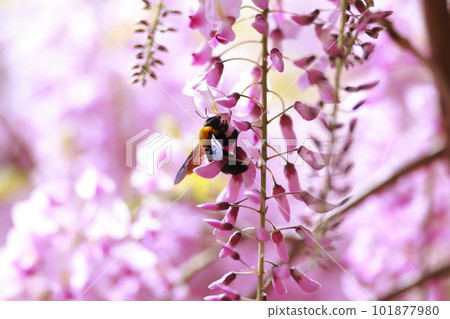 A carpenter bee flying to a wisteria flower 101877980