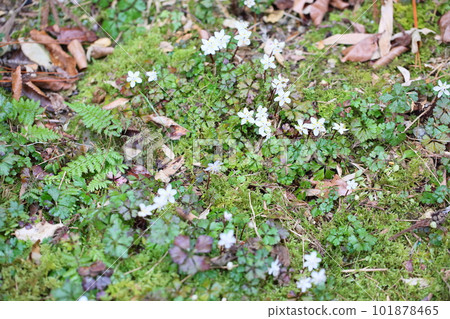 Cute floret Baika coptis flower Cute floret Baika coptis flower 101878465