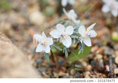 Early spring flower Setsubunso 101878475