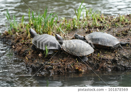 Red eared slider sunbathing by a pond in a park 101878569