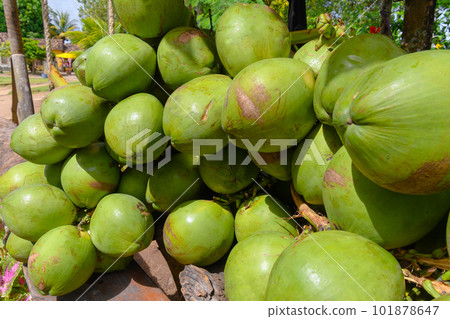 Pile of green coconuts, coconuts ready for sale 101878647